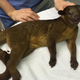 Image for article titled 99-Year-Old Lady Wakes Up to Find a Kinkajou Chilling on Her Chest, Like, 'Hey, Girl'